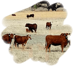 cattle at midbar ranch